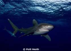 Oceanic White Tip Shark by Matt Heath 